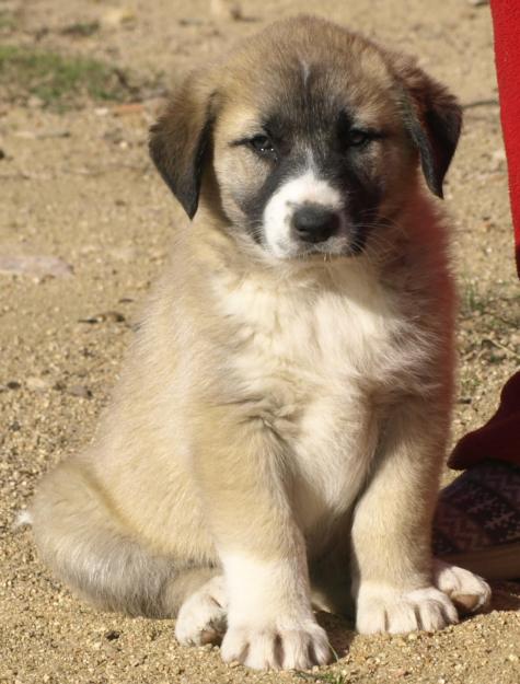 Cachorros cruce mastín. adopción gratis