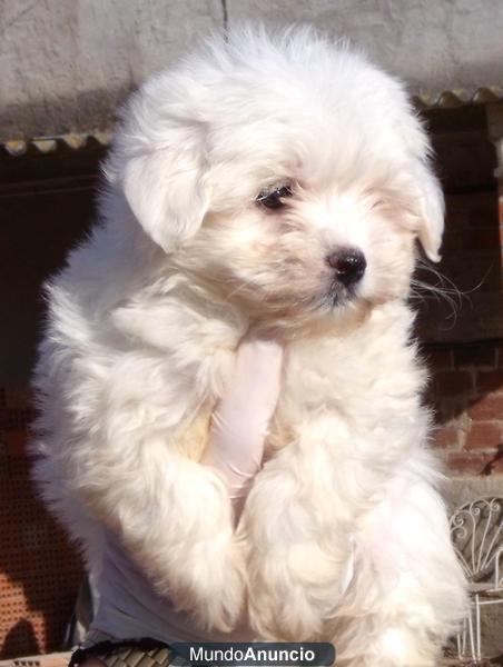 BICHON MALTES CACHORROS DISPONIBLES 250€