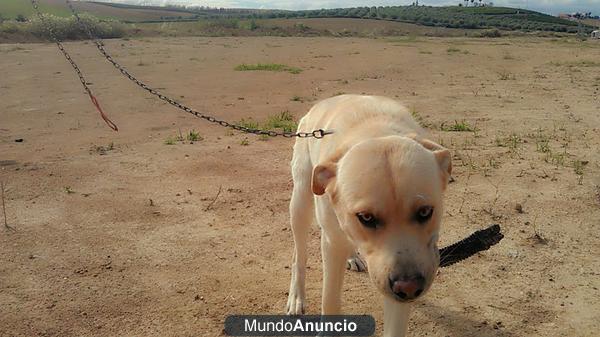 BOLA, PRECIOSO LABRADOR DE UN AÑO EN ADOPCIÓN URGENTE