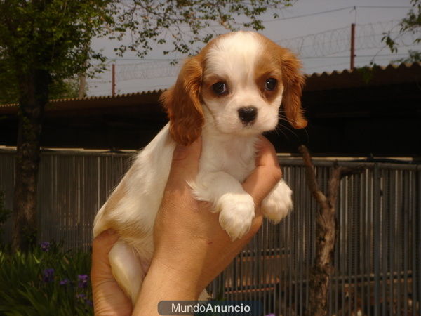 CACHORRO DE CAVALIER 550?