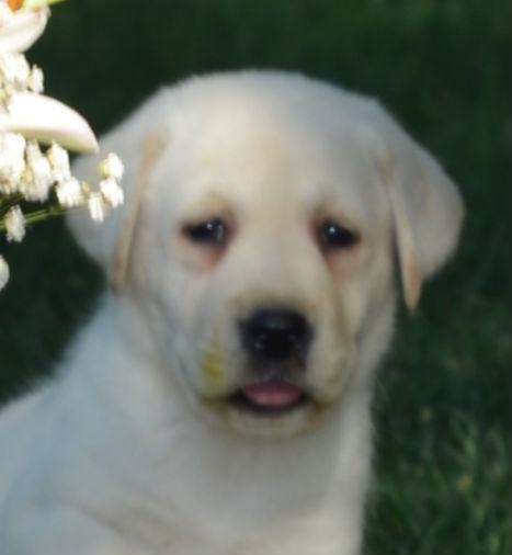 Cachorros de Labrador Retriever