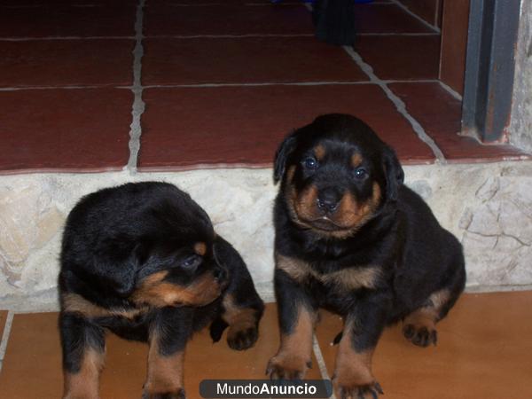 cachorros de rottweilers