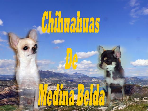 Impresionante camada Chihuahuas de Medina Belda