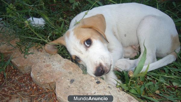 se regalo cachorrito