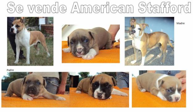 se venden cachorros american stafford /stanford tipo blue