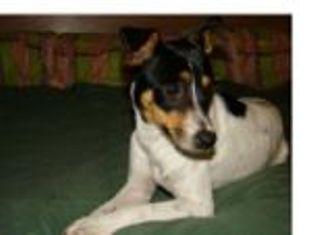 Adopta a Dana