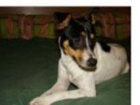 Adopta a Dana - mejor precio | unprecio.es