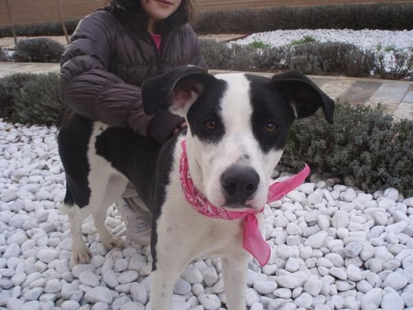 CACHORRITA 8 MESES ABANDONADA