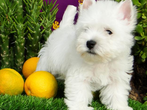 CAMADA DE WESTIE DE ALTA CALIDAD, GARANTIA POR ESCRITO.