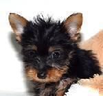 camada de yorkshire terrier 120