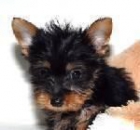 camada de yorkshire terrier 120 - mejor precio | unprecio.es