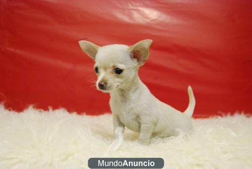 Chihuahuas toy, maxima calidad y minimo tamaño