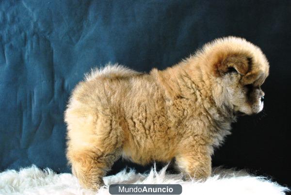 Chow Chow Nueva Camada Rojos pRECIOSOS ejemplares