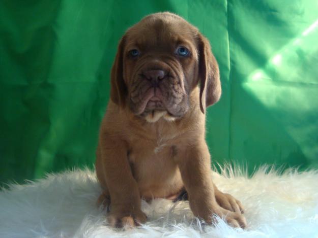 Dogo de Burdeos cachorros de calidad