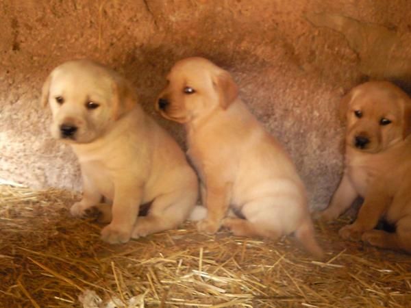 Excelentes labradores