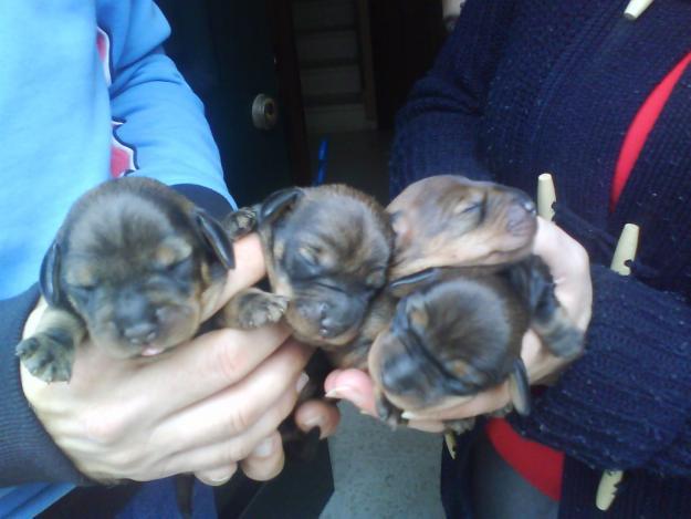 se vende cachorro de dos semanas