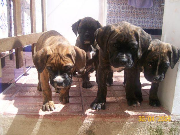 VENDO PERRITAS BOXER A 150E O MENOS,PRECIOSAS