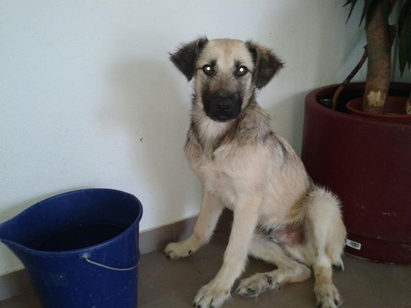 Adopta a Bruno