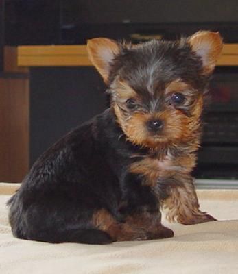 AUTENTICOS CACHORRRITOS 100  YORKSHIRE TERRIER