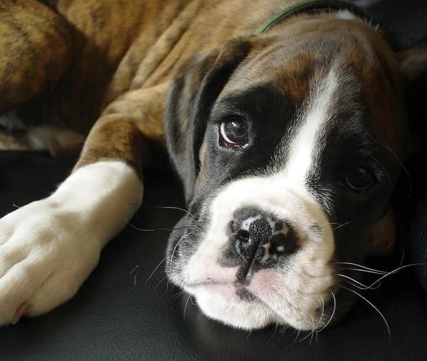 cachorro de boxer,enviamos a toda españa