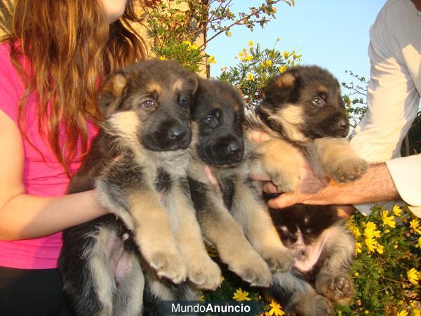 Cachorros Pastor aleman