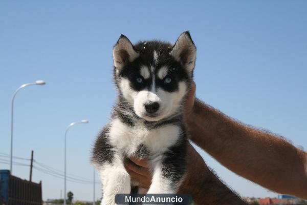 Excelente camada de husky siberianos