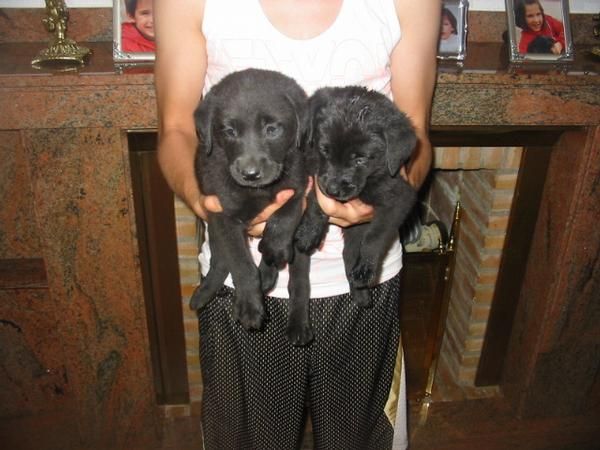 Labradores retriever,cachorros,dorados y negros,pedigree.