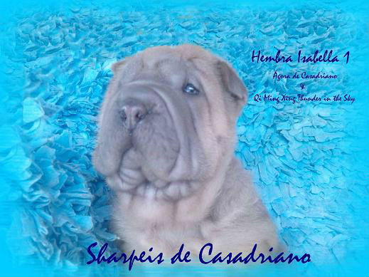 Ultimos cachorros Shar Pei para Navidad