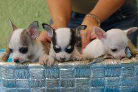 Cachorritos de chihuahuas