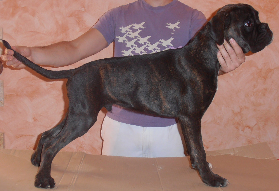 cachorro boxer atigrado