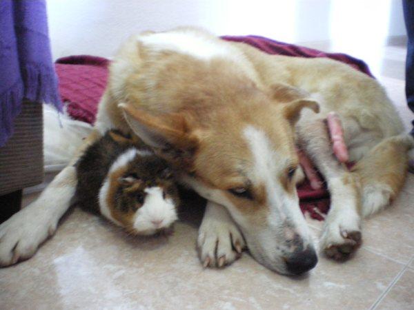 Ingrid precioso cruce de Husky pronto podrá ser adoptada.