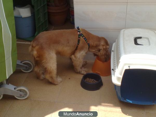 regalo cocker spaniel ingles por aumento de la familia