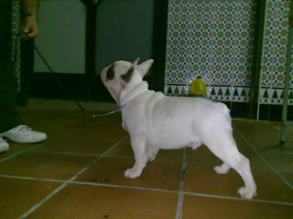 SE VENDE BULLDOG FRANCES