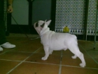 SE VENDE BULLDOG FRANCES - mejor precio | unprecio.es