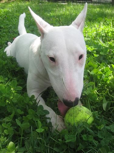 afectuoso Bull Terrier para amantes de las mascotas.