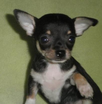 Cachorritos de Chihuahua preciosos