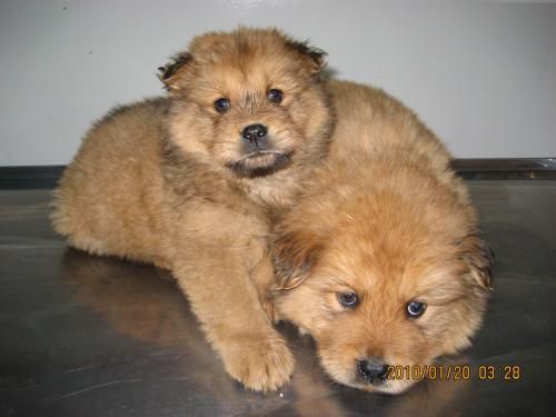 Cachorros Chow Chow