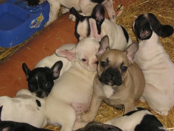 cachorros con clase, bulldog frances