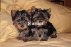 Camada de yorkshire terrier - mejor precio | unprecio.es