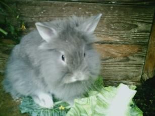 CONEJOS ENANOS DE ANGORA