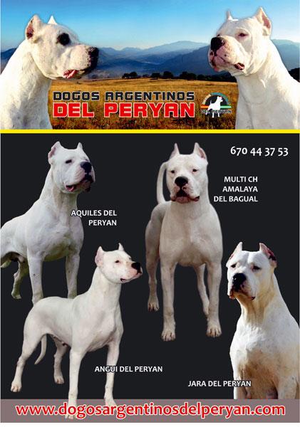 excelenta camada de dogos argentinos