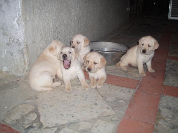 Impresionante camada de Labrador Retriever con pedigree, economicos