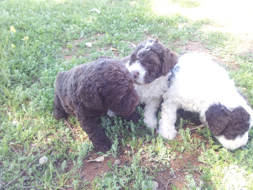 perros de agua en chocolate,negro y bicolor....