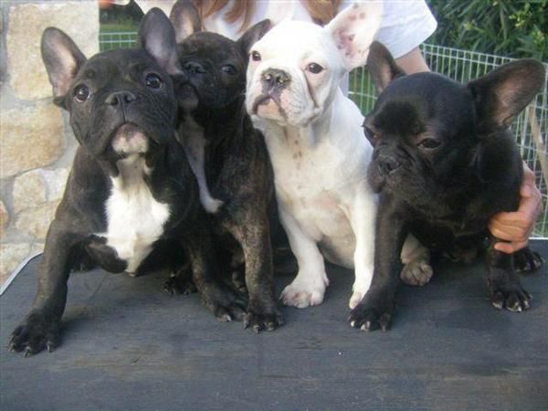 PRECIOSOS CACHORROS DE BULLDOG FRANCES