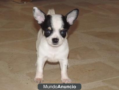 preciosos cachorros de chihuahua