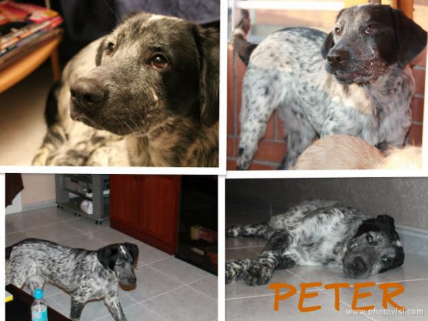 Peter en adopción