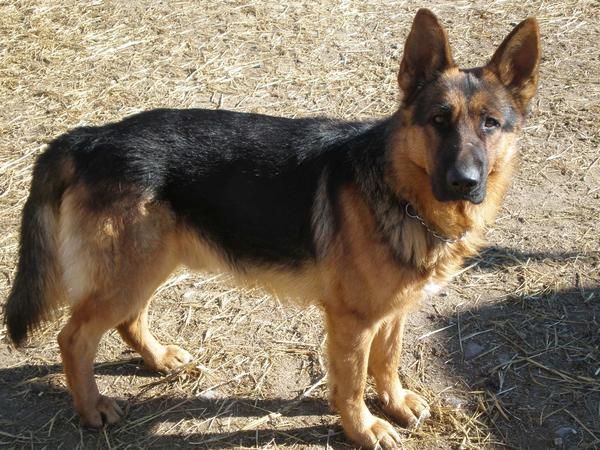 cachorra pastor aleman