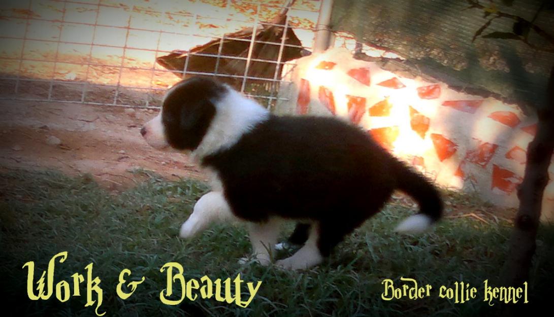 Cachorros Border Collie, seleccion y pedigrí