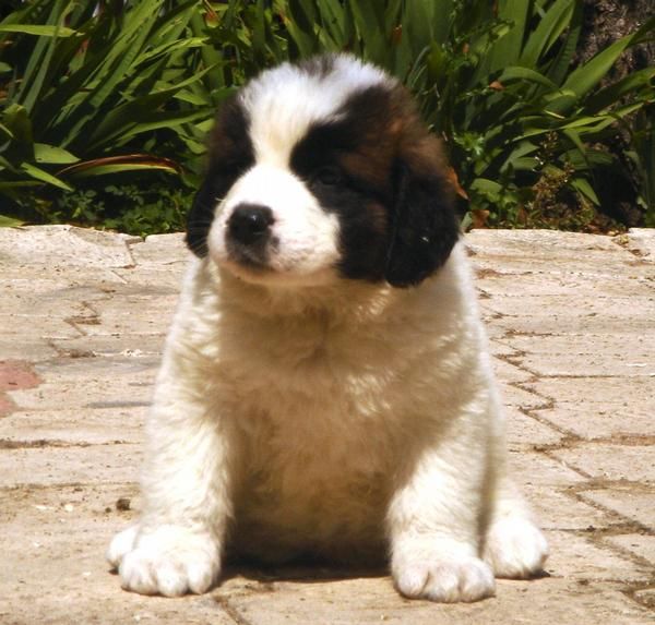 CACHORROS DE SAN BERNARDO 600