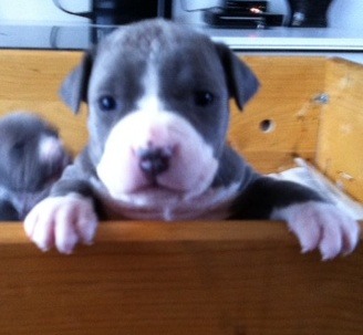 Camada american staffordshire BLUE